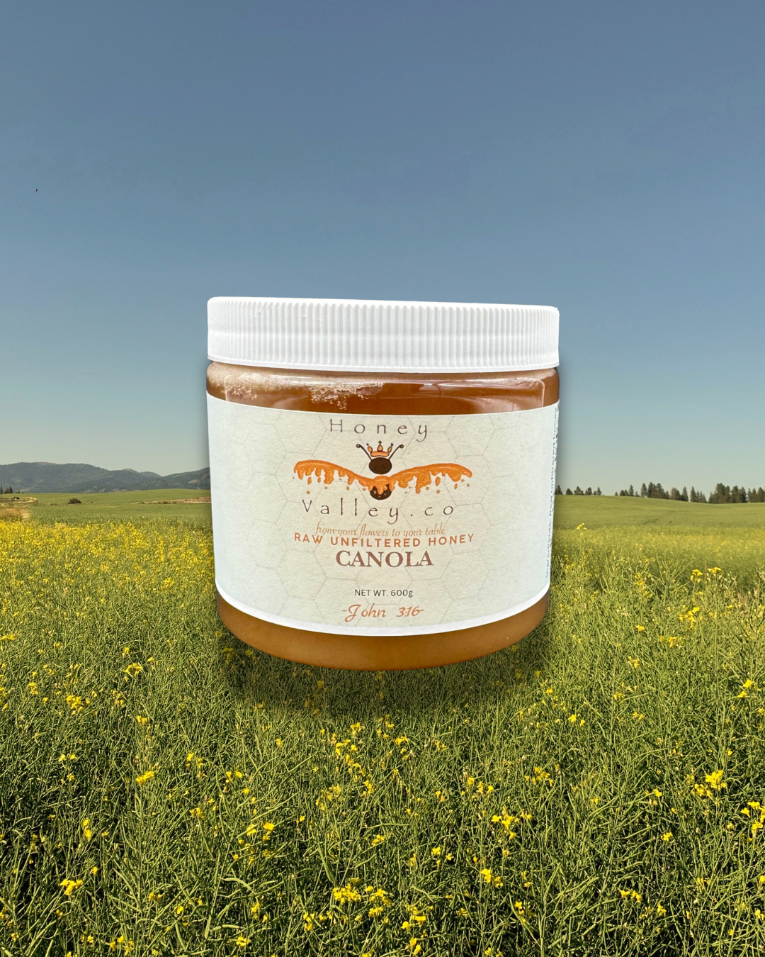 Canola